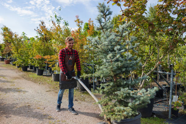 Best Hazardous Tree Removal  in Harristown, IL